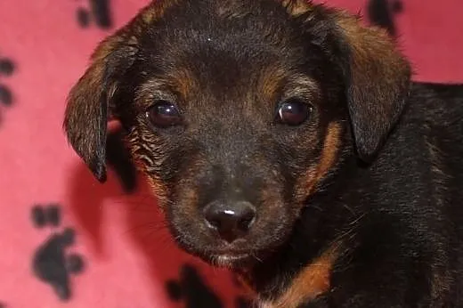Szczeniaki polecają się do adopcji,  świętokrzyski