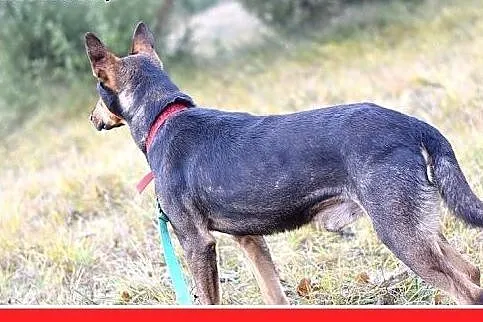 17kg,mniejszy niż doberman,pinczer mix,łagodny pie