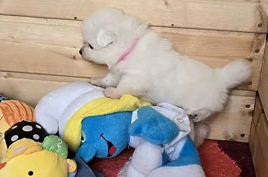 Szpic japoński, Zachodniopomorskie, Maszewo