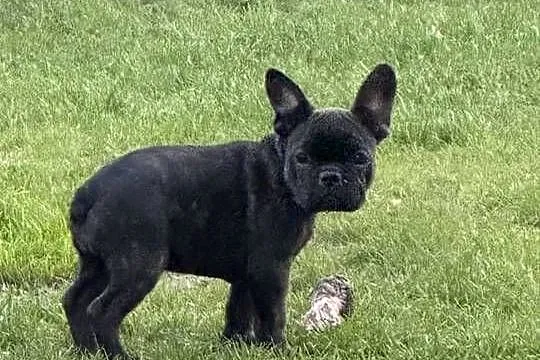 Suczka buldoga francuskiego