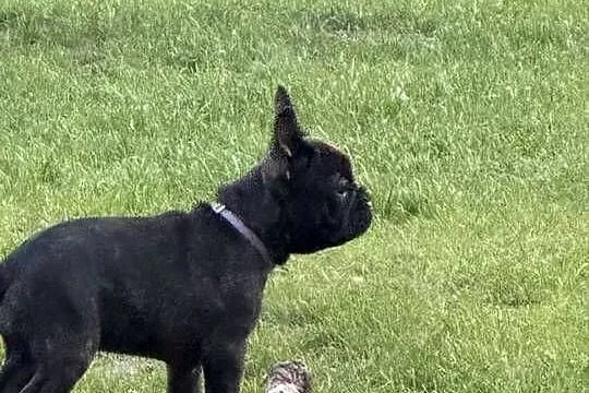 Suczka buldoga francuskiego, Kujawsko-pomorskie, Kocia Górka