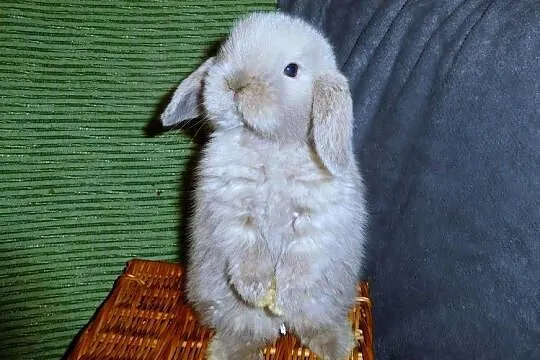 Piękne króliczki Mini Lop