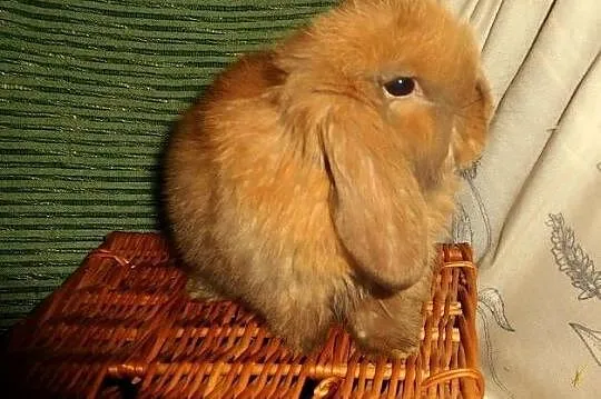 Piękne króliczki Mini Lop, Wielkopolskie, Poznań