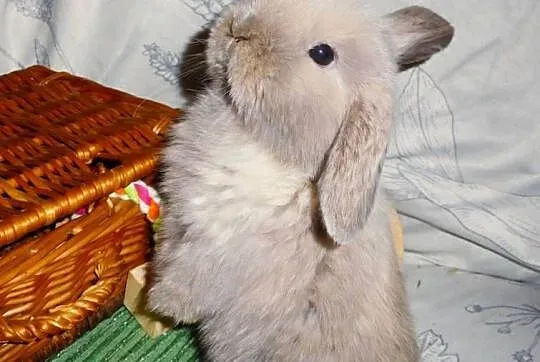 Piękne króliczki Mini Lop, Wielkopolskie, Poznań