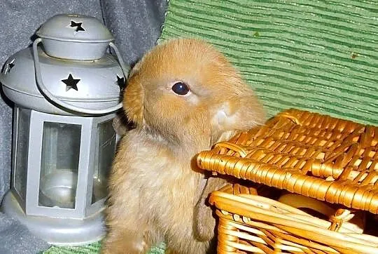 Piękne króliczki Mini Lop, Wielkopolskie, Poznań