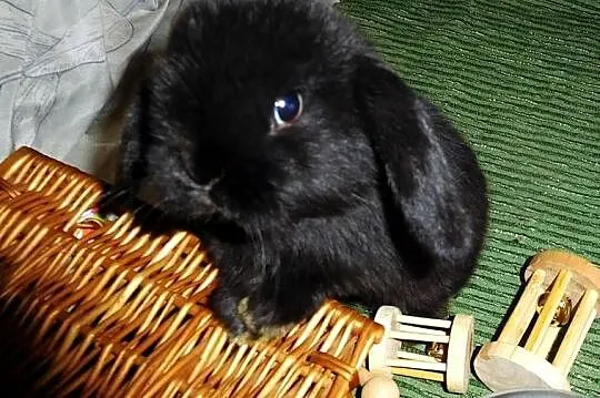 Piękne króliczki Mini Lop, Wielkopolskie, Poznań