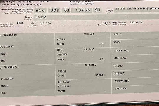 Sprzedam świetną klacz ! Do hodowli, towarzystwa lub w przyszłości lekkich jazd, , Antoninów
