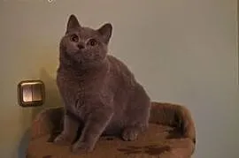 Liliowa koteczka brytyjska,  warmińsko-mazurskie E, Elbląg