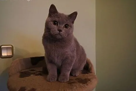 Liliowa koteczka brytyjska,  warmińsko-mazurskie E