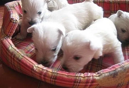 Szczeniaczek -West Highland white terrier, warmiń