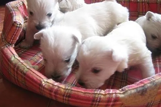 Szczeniaczek -West Highland white terrier,  warmiń