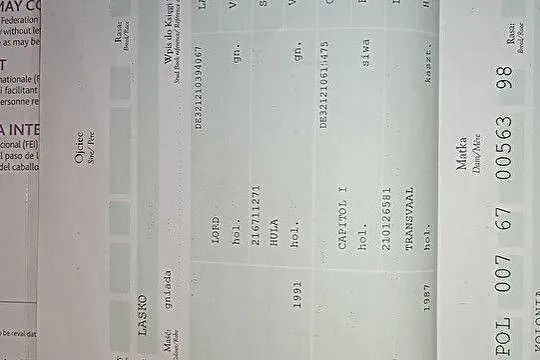 Klacz do hodowli na sprzedaż/wymianę, , 