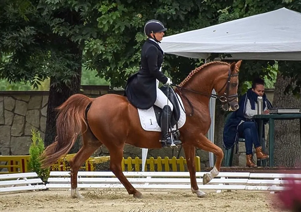 Piekny walach arabski ujezdzony do CC-PSG, 148cm grupa D-Pony, ,