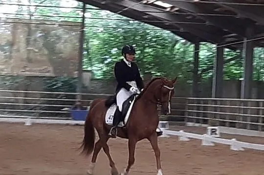 Piekny walach arabski ujezdzony do CC-PSG, 148cm grupa D-Pony, , 