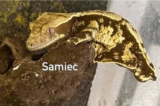 Gekon orzęsiony samiec bez ogona