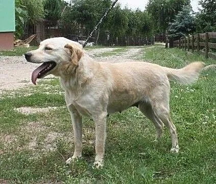 Biszkoptowa labradorka szuka domu, , Wojtyszki