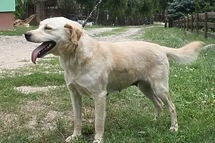 Biszkoptowa labradorka szuka domu, , Wojtyszki