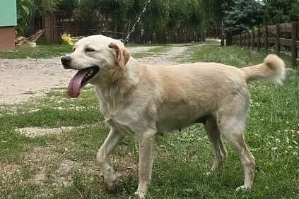 Biszkoptowa labradorka szuka domu, , Wojtyszki