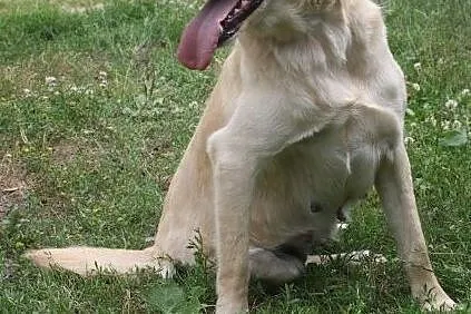 Biszkoptowa labradorka szuka domu, , Wojtyszki