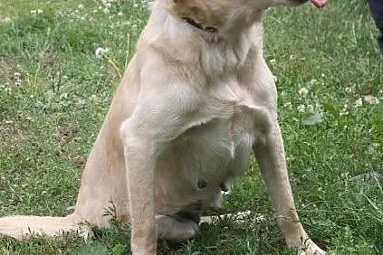 Biszkoptowa labradorka szuka domu, , Wojtyszki