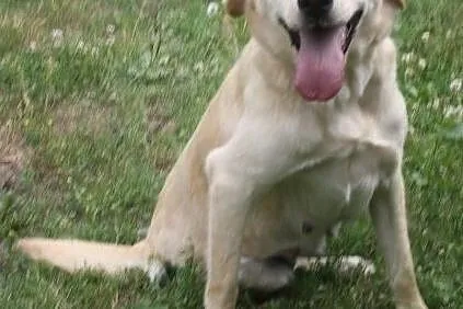 Biszkoptowa labradorka szuka domu, , Wojtyszki