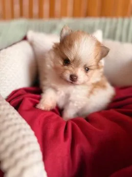 Pomeranian, piękne chłopaki malutkie po bardzo malutkich rodzicach, , Zrębice