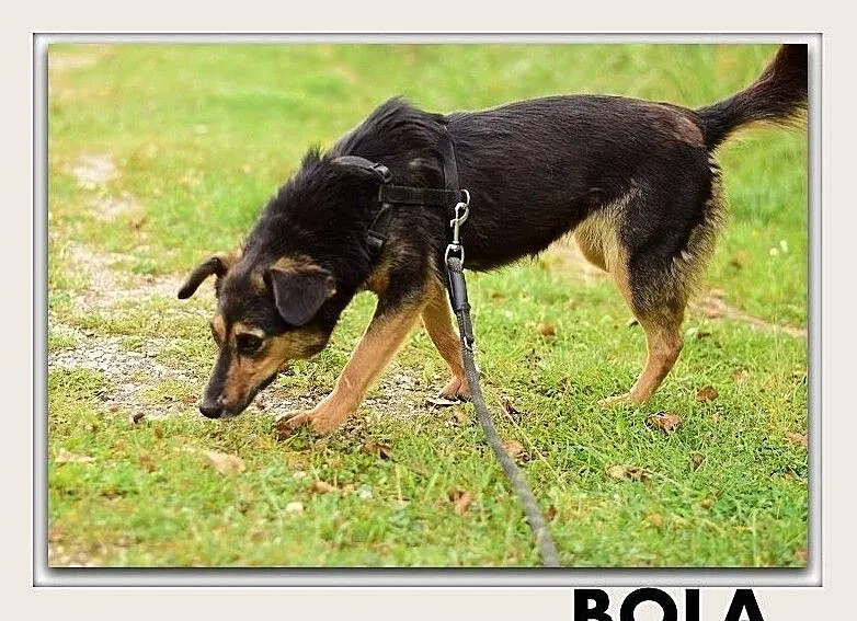 BOLA,przyjazna,średnia, suczka sterylizowana ,ADOPCJA, Łódzkie, Łódź
