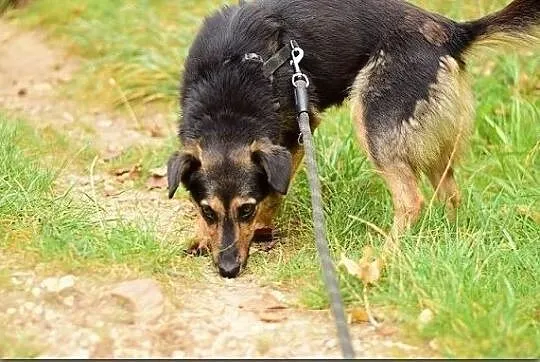 BOLA,przyjazna,średnia, suczka sterylizowana ,ADOPCJA, Łódzkie, Łódź