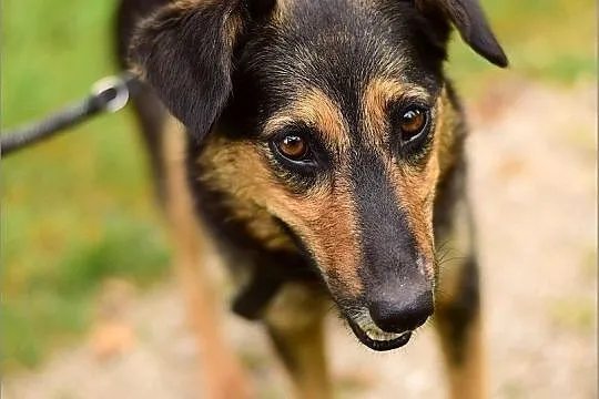 BOLA,przyjazna,średnia, suczka sterylizowana ,ADOPCJA, Łódzkie, Łódź