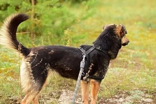 BOLA,przyjazna,średnia, suczka sterylizowana ,ADOPCJA, Łódzkie, Łódź