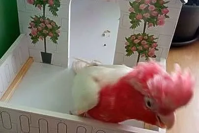 Kakadu różowe lutino, Małopolskie, Chyżne