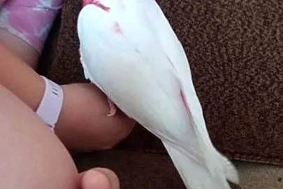 Kakadu różowe lutino, Małopolskie, Chyżne