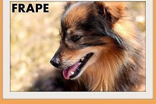 FRAPE-mały,krótkie łapki,łagodny,kudłaty,domowy piesek.ADOPCJA,  dolnośląskie Wrocław