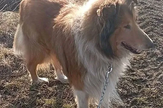 Pies Owczarek Szkocki Collie