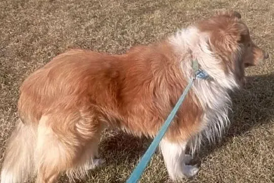 Pies Owczarek Szkocki Collie, Wielkopolskie, Koźmin Wielkopolski
