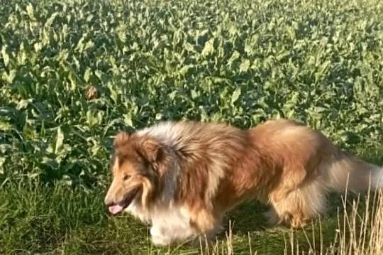 Pies Owczarek Szkocki Collie, Wielkopolskie, Koźmin Wielkopolski