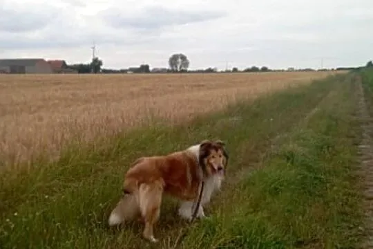 Pies Owczarek Szkocki Collie, Wielkopolskie, Koźmin Wielkopolski