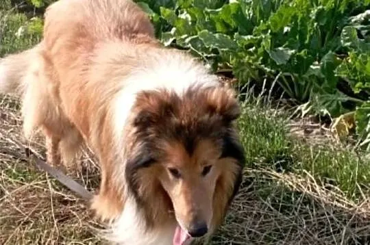 Pies Owczarek Szkocki Collie, Wielkopolskie, Koźmin Wielkopolski
