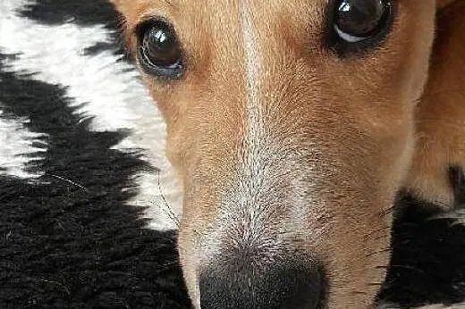 4 miesięczna Pusia - pełna delikatności i uroku ma