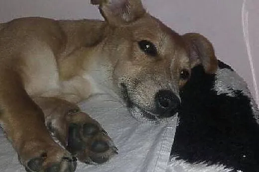 4 miesięczna Pusia - pełna delikatności i uroku ma