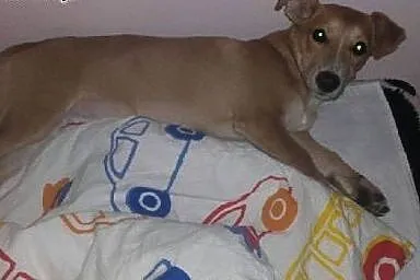 4 miesięczna Pusia - pełna delikatności i uroku ma
