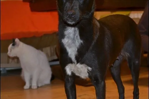 Ok 3 letnia DORA szuka kochającego domku,  mazowie