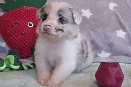 Border collie - ŚLICZNE szczeniaczki z metryką ZKwP