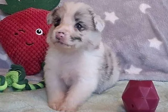 Border collie - ŚLICZNE szczeniaczki z metryką ZKwP