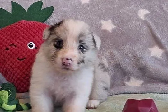 Border collie - ŚLICZNE szczeniaczki z metryką ZKwP, Śląskie, Jaworzno
