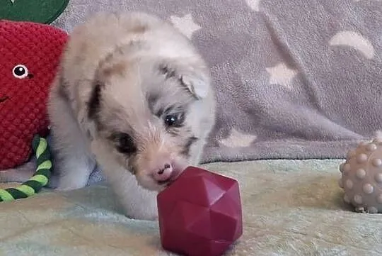 Border collie - ŚLICZNE szczeniaczki z metryką ZKwP, Śląskie, Jaworzno