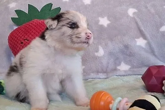 Border collie - ŚLICZNE szczeniaczki z metryką ZKwP, Śląskie, Jaworzno