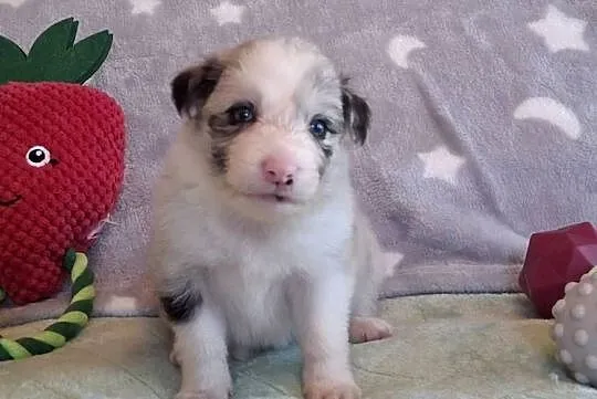 Border collie - ŚLICZNE szczeniaczki z metryką ZKwP, Śląskie, Jaworzno