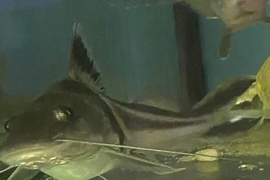 TABU Pimelodus auratus 23/24cm Warszawa