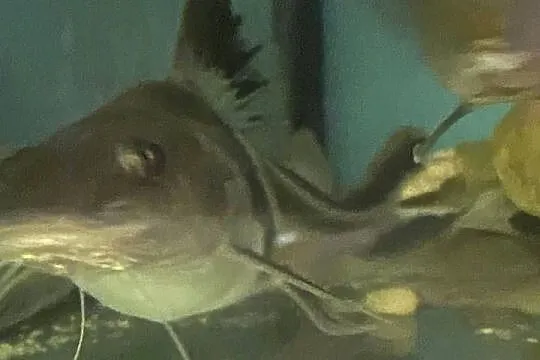 TABU Pimelodus auratus 23/24cm Warszawa, Mazowieckie, Warszawa